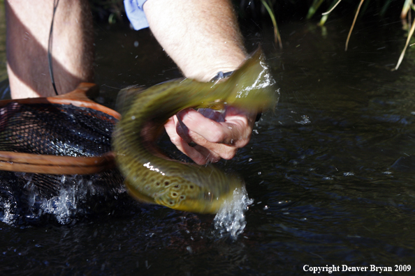 Brown trout being released