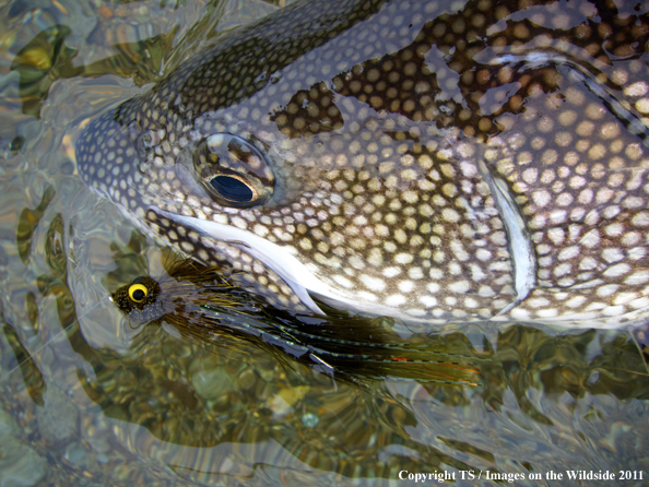 Lake trout with fly. 