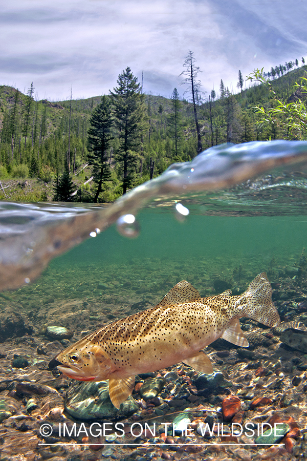 Cutthrout Trout