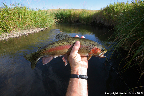 Flyfisherman with rainbow trout