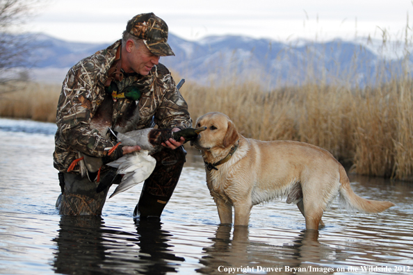 Duck hunter with bagged mallards and yellow labrador retriever. 