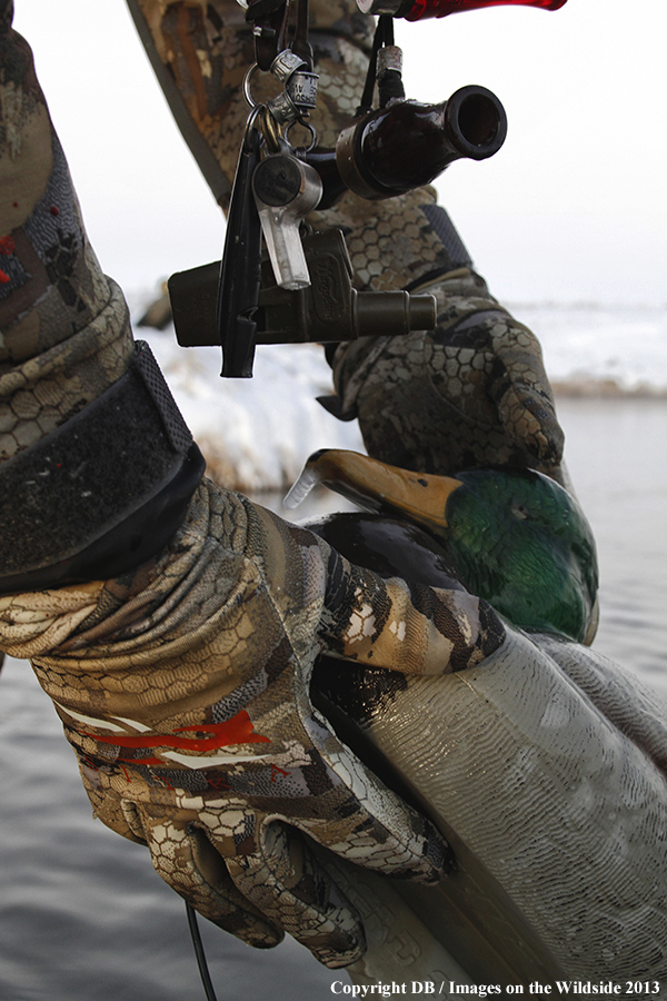 Waterfowl hunter picking up decoys.