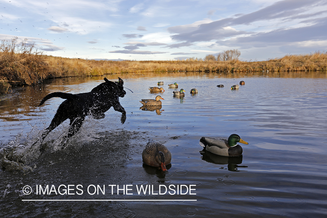 Black lab jumping into pond for duck.