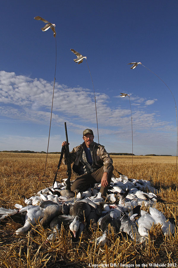 Snow goose hunters with bagged geese.