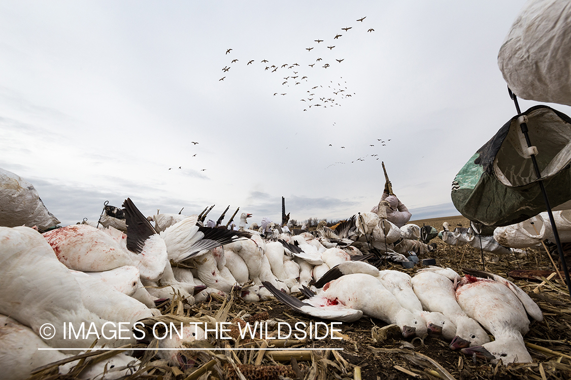 Hunters shooting geese.