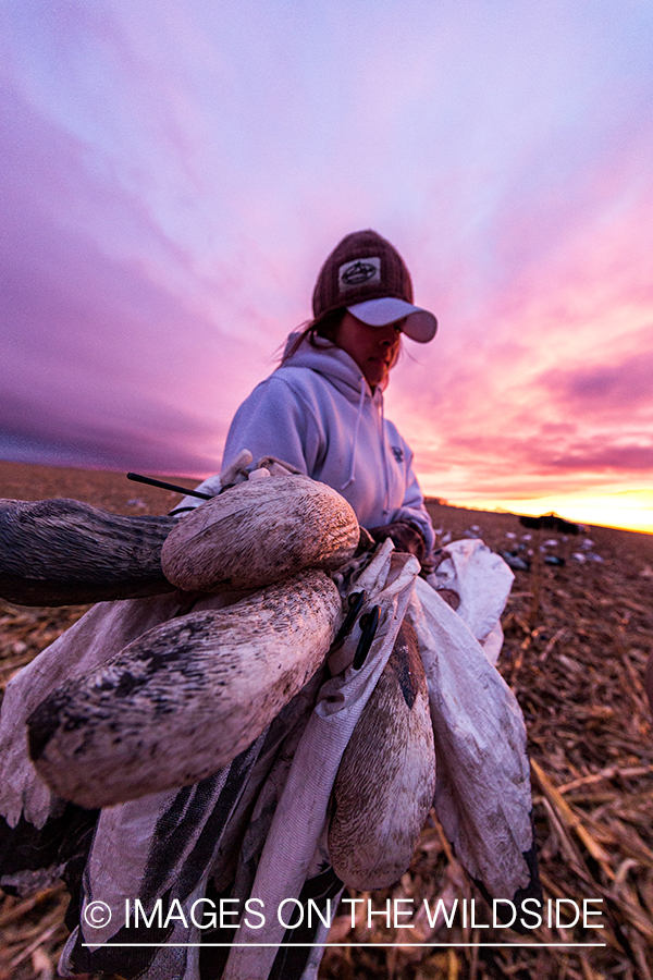 Female goose hunter packing up after day of hunting.
