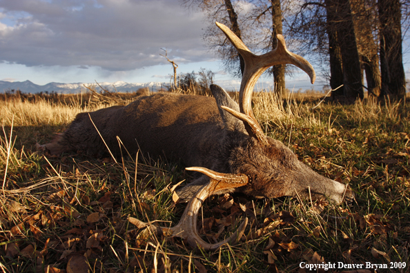 Hunter-Killed whitetail buck.