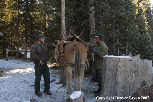 Elk hunt packstring in mountains