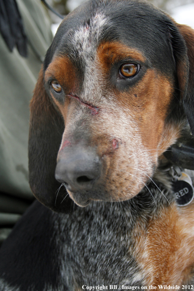 Hunting dog with wound from mountain lion. 