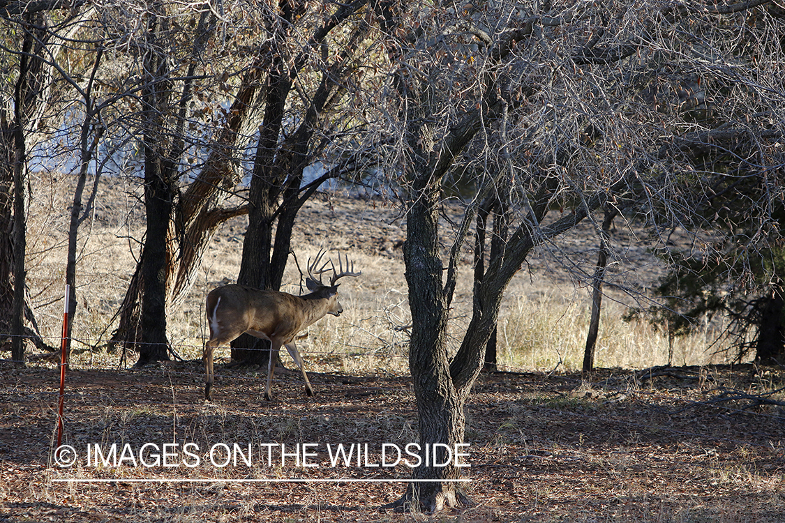 White-tailed buck in field.