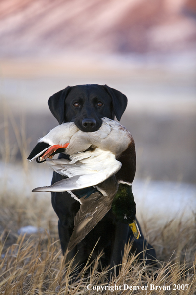 Black Labrador with retrieved Mallard