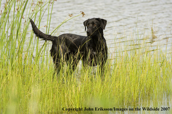 Black Labrador in field