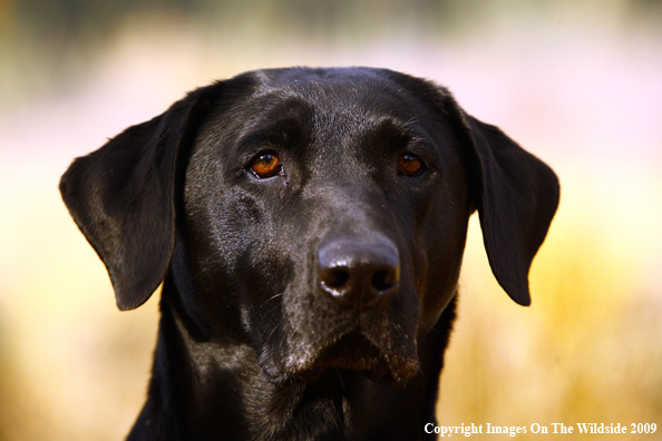 Black Labrador Retriever