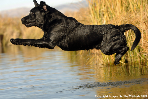 Black Labrador Retriever