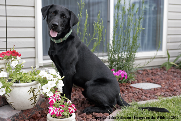 Black Labrador Retriever 