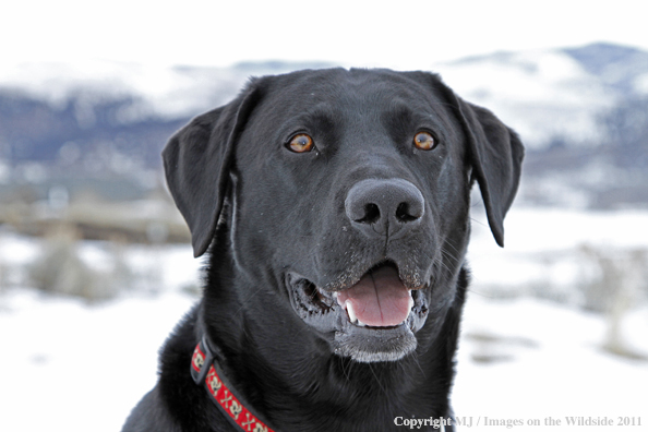 Black Labrador Retriever in winter. 