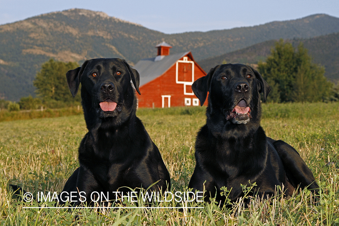 Black Labrador Retrievers