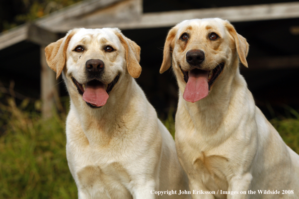 Yellow Labrador Retrievers 