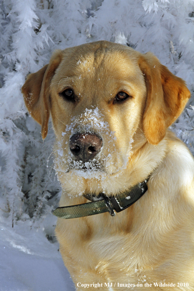 Yellow Labrador Retriever 