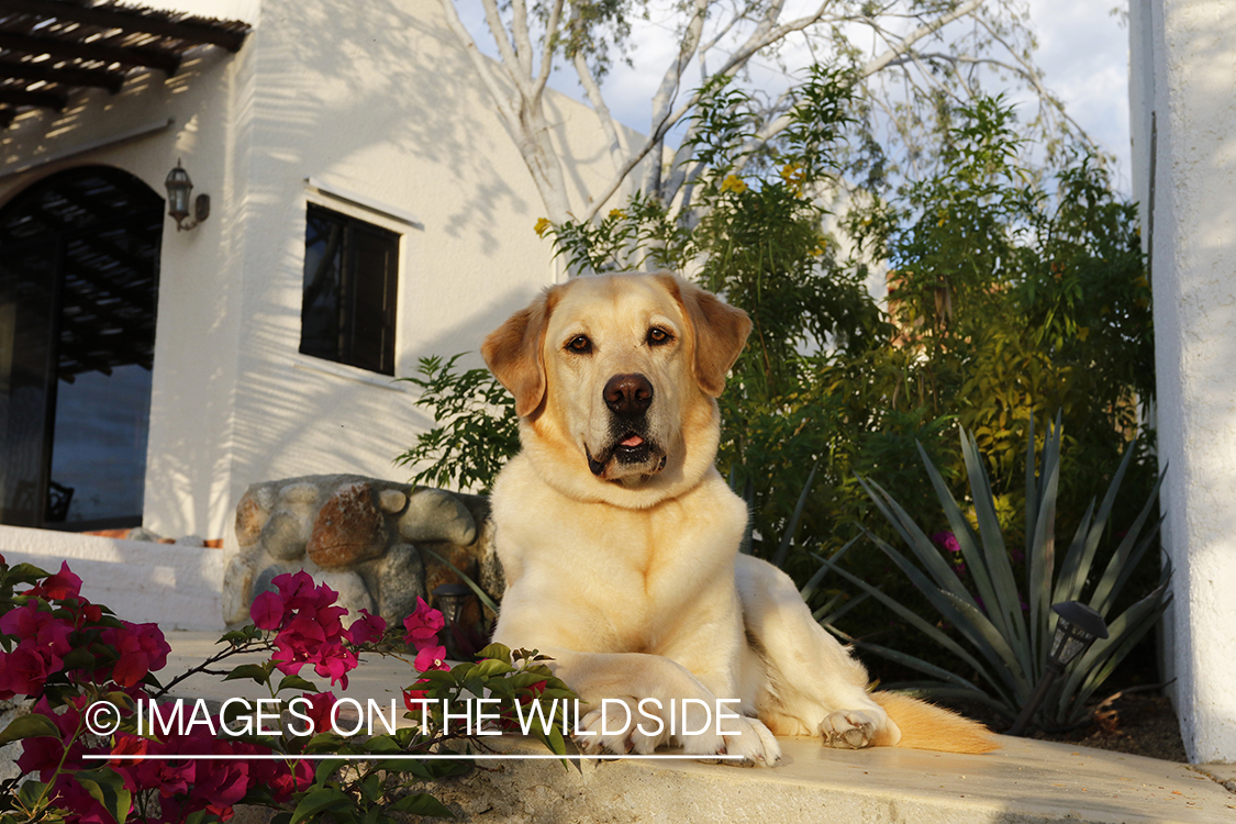 Yellow lab in front of house.