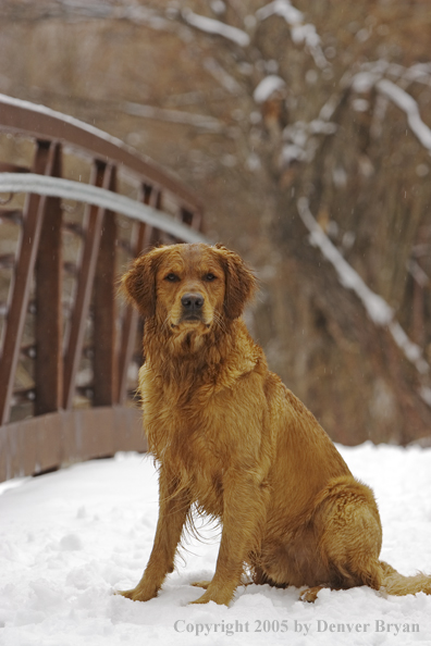 Golden Retriever on snow-covered bridge.