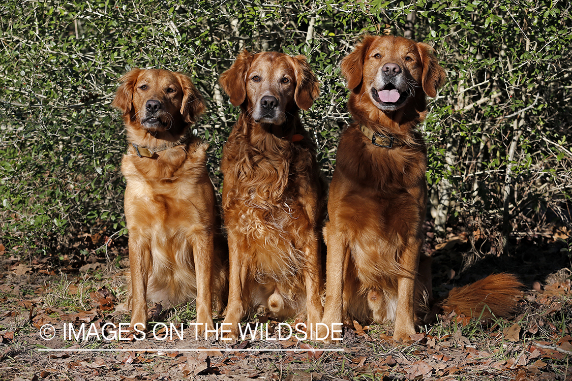 Golden Retrievers