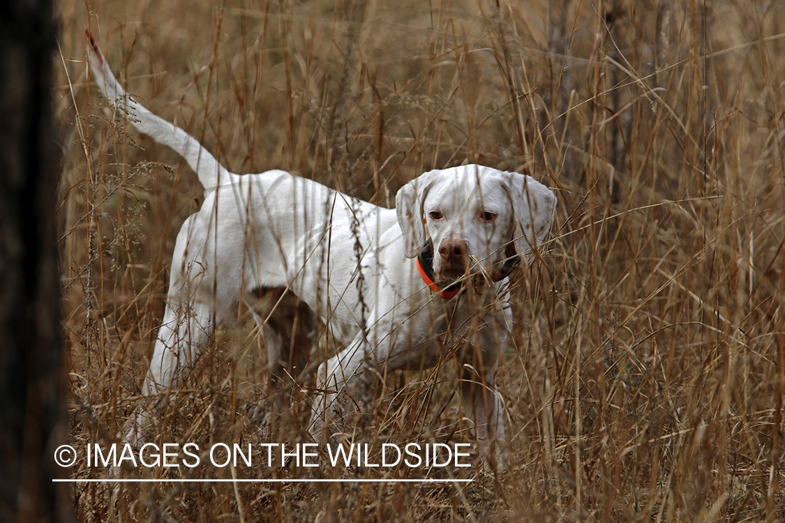 English pointer on bobwhite quail hunt.