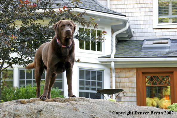 Chocolate Labrador Retriever