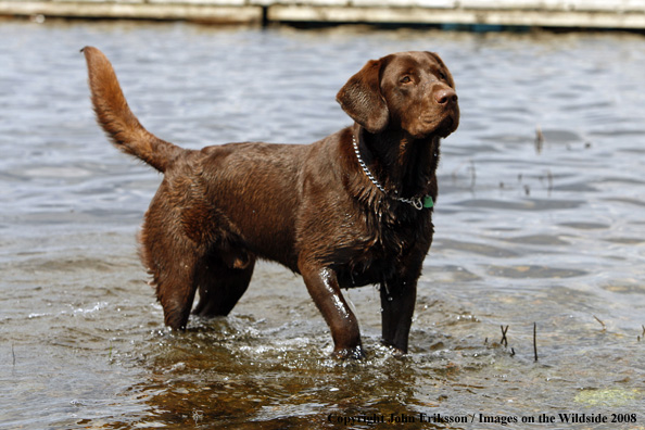 Chocolate Labrador Retriever in water