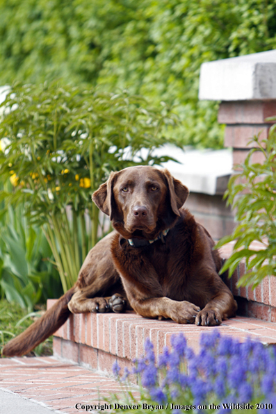 Chocolate Labrador Retriever