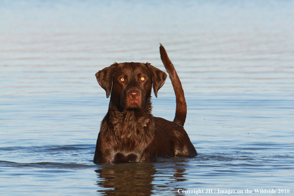 Chocolate Labrador Retriever 