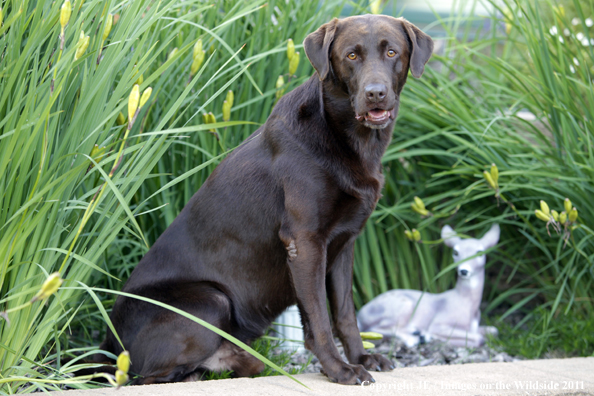 Chocolate Labrador Retriever.