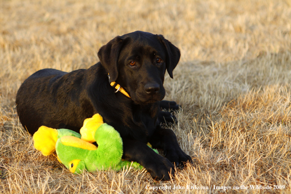 Black Labrador Retriever puppy in field