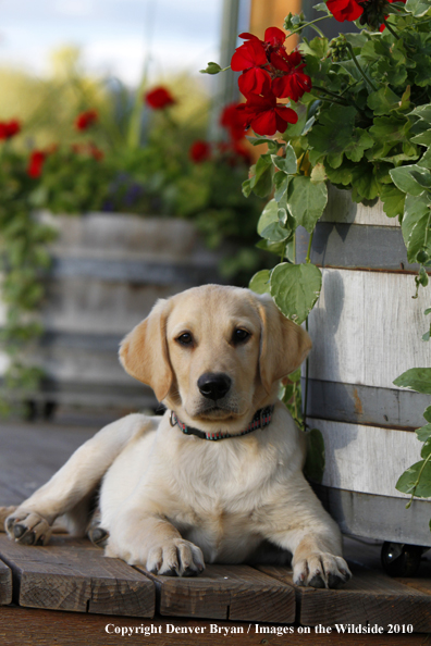 Yellow Labrador Retriever Puppy