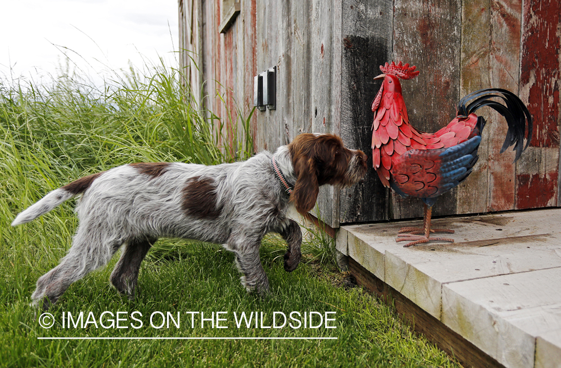 Wirehaired pointing griffon inspecting chicken sculpture. 