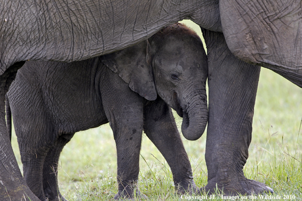 African Elephant (calf with cow)