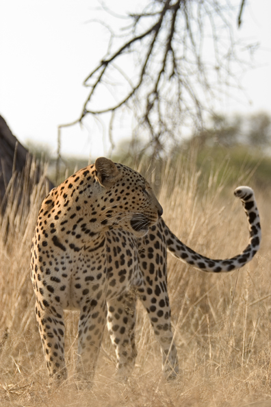 Leopard in habitat. Africa