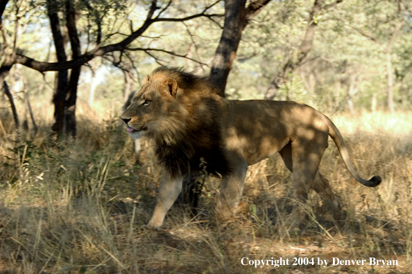 Male African lion in habitat. Africa