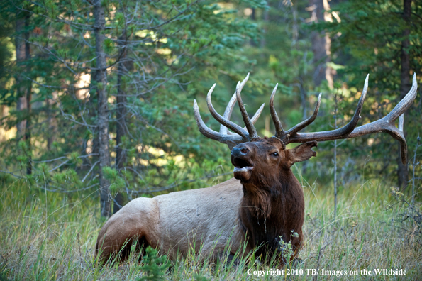 Rocky mountain elk in habitat.