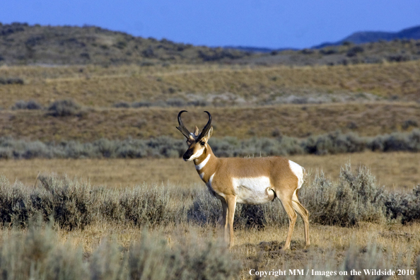 Pronghorn Antelope in habitat