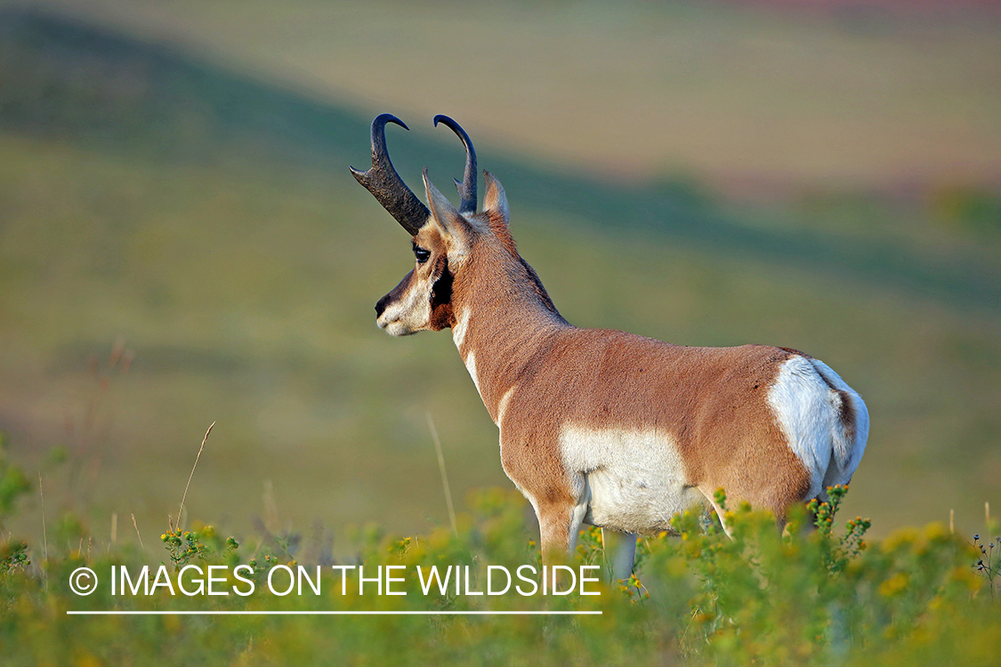 Pronghorn antelope in field.