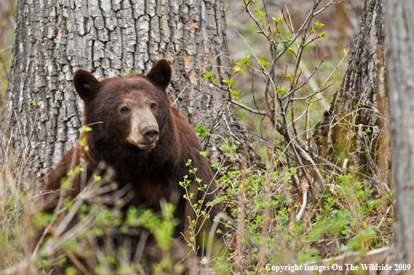 Black Bear