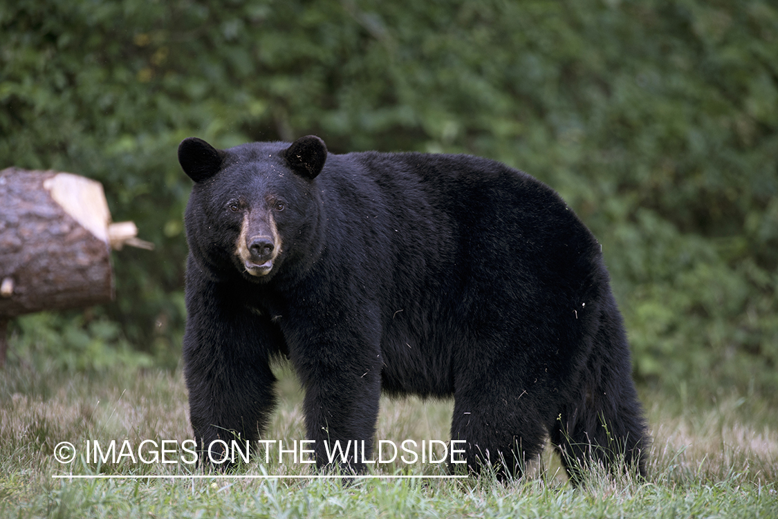 Black Bear in habitat.