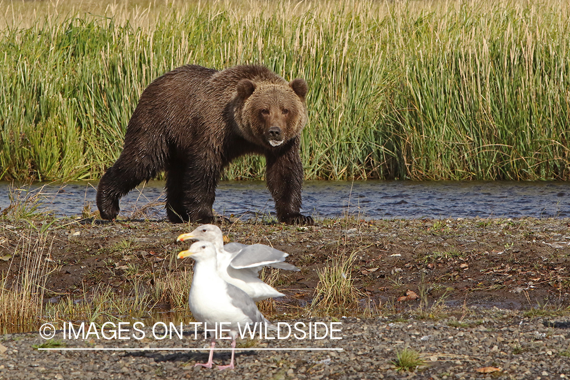 Brown Bear in Alaska.