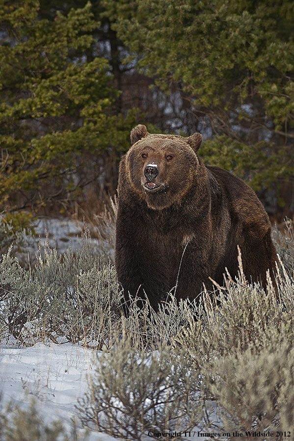 Grizzly Bear in habitat.