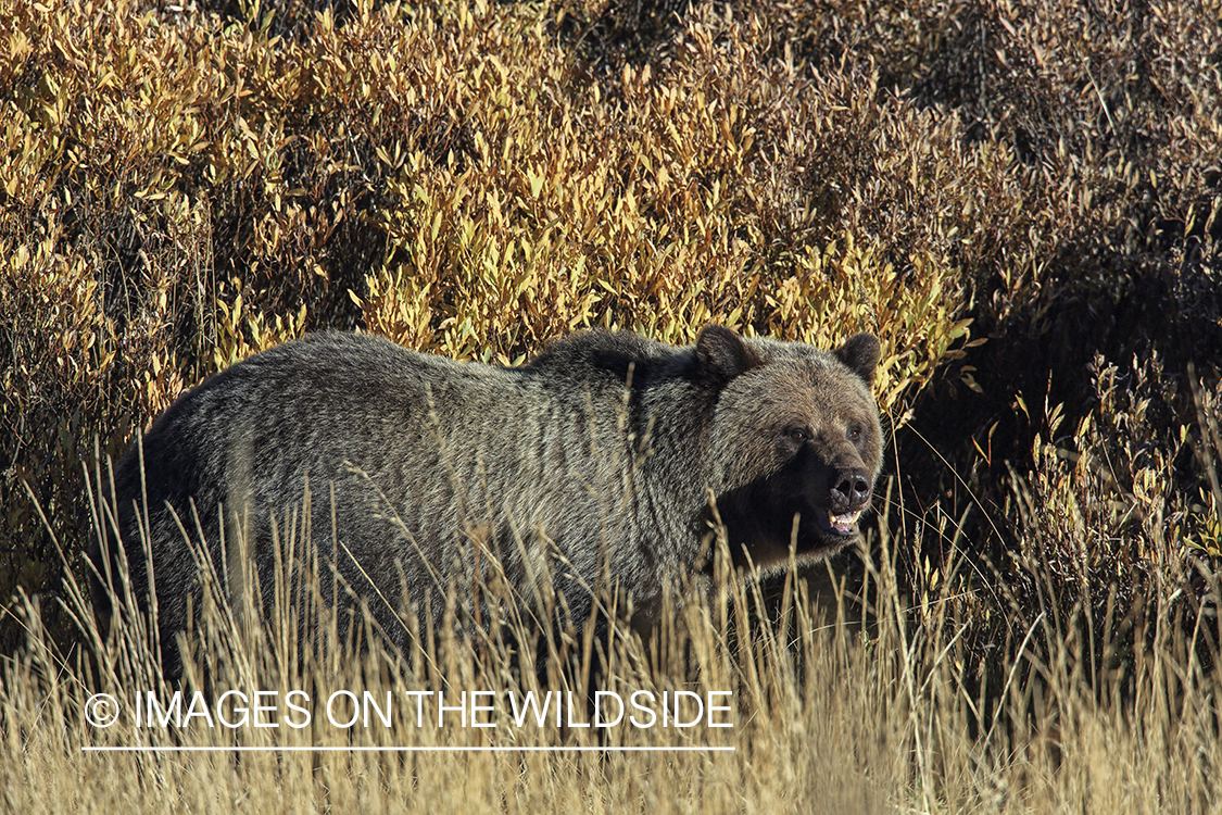 Grizzly bear in Rocky Mountain habitat.