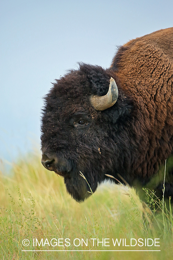 American Bison bull in habitat.