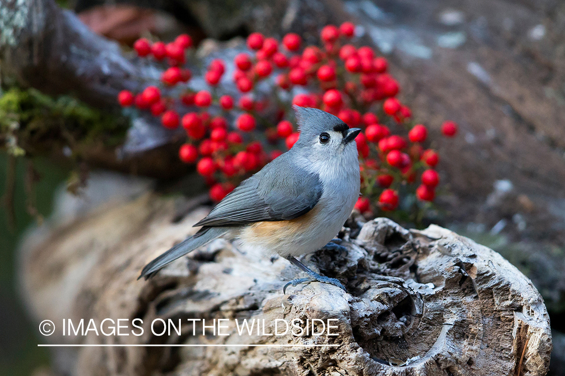 Tufted titmouse in habitat. 