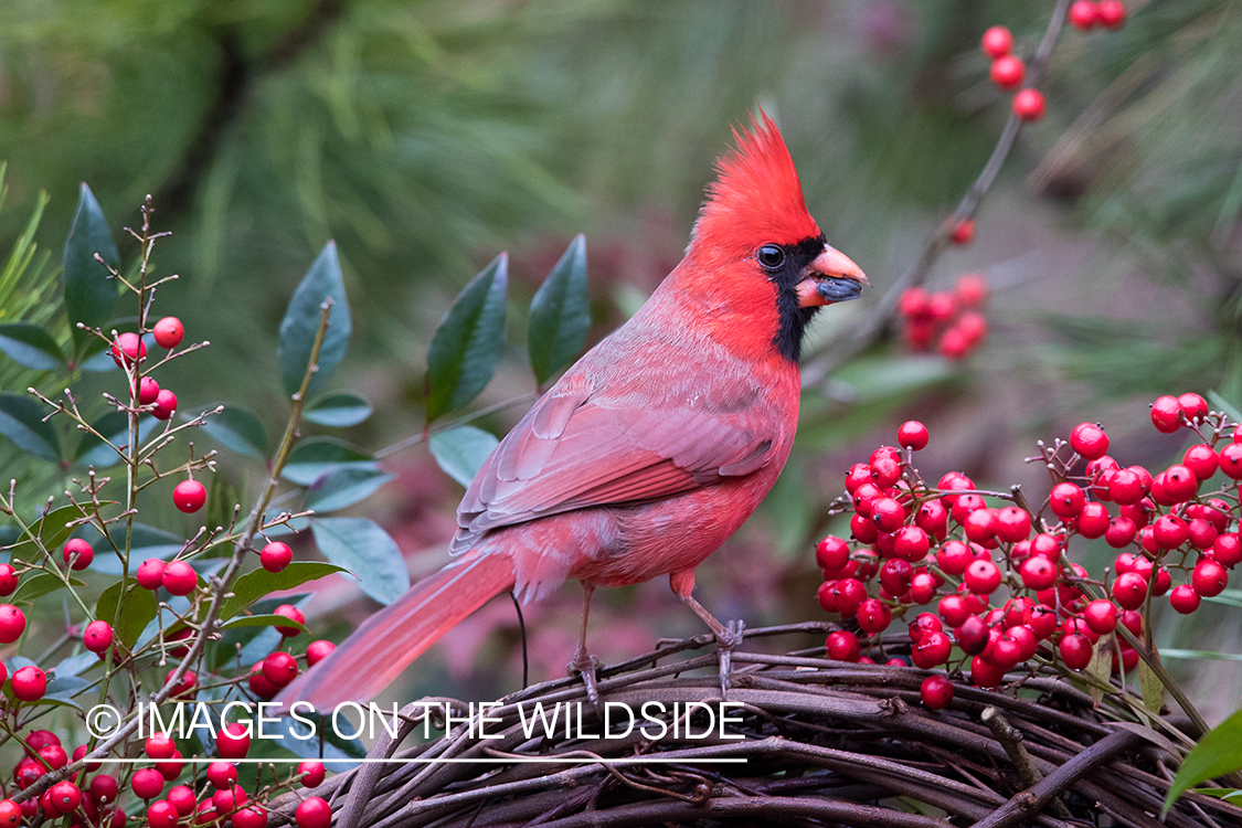 Northern Cardinal on branch.