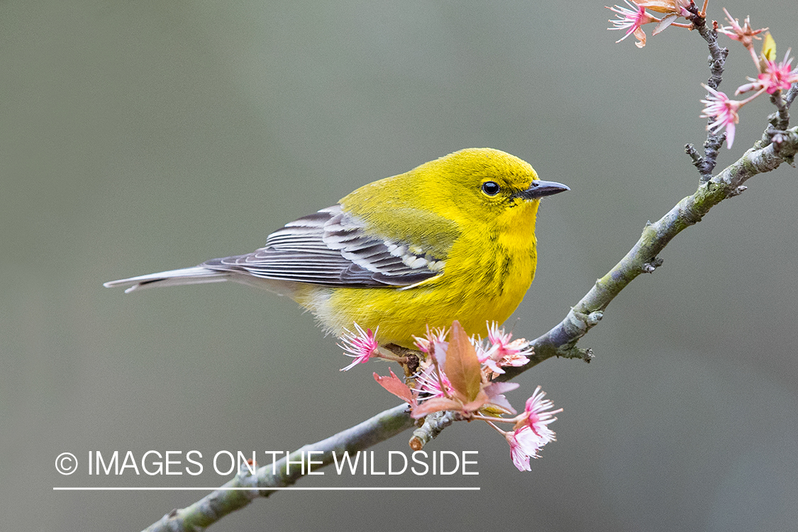 Pine Warbler on branch.